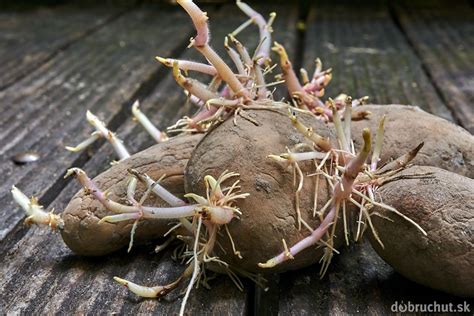 Infografika: Porovnanie správne predklíčených zemiakov (krátke a pevné klíčky) oproti nevhodným (dlhé, neduživé klíčky z tmy).