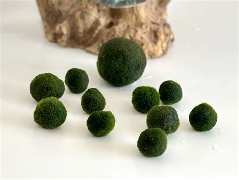 Ilustrácia procesu delenia riasogule na dve menšie