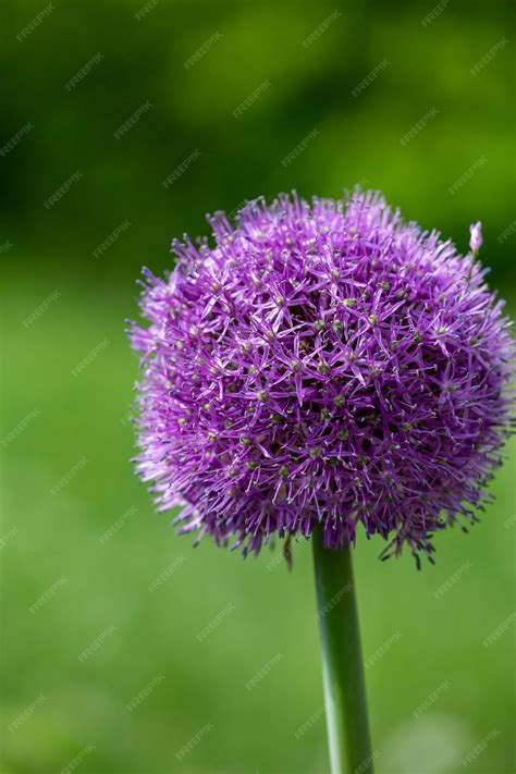 Fotografia kvetu Allium giganteum