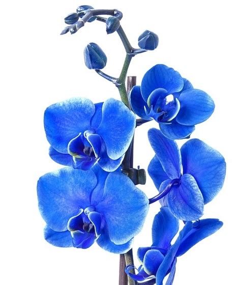 Modrá orchidea s označeným miestom vpichu farbiva