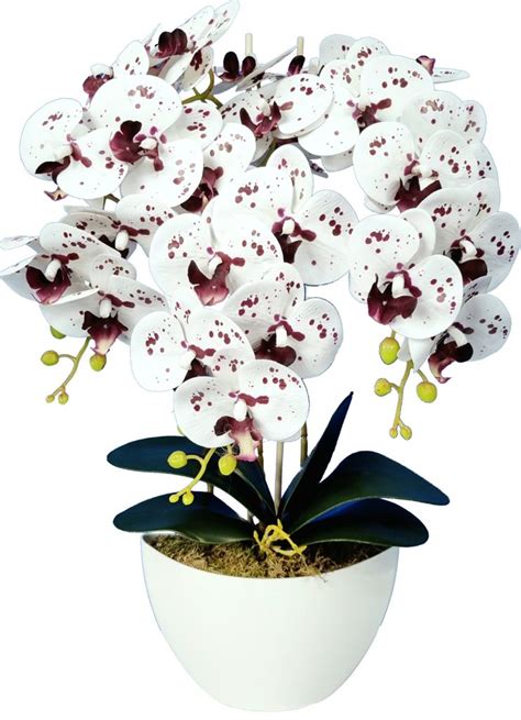 Orchidea v kvete s orezanou stonkou