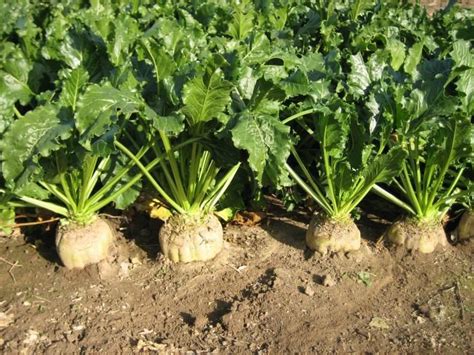 Tematické foto: Cukrová repa na poli