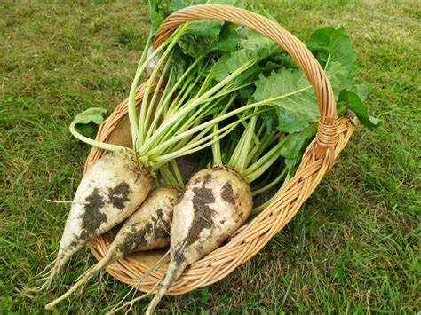 Schéma: Dôležitosť živín pre rast cukrovej repy