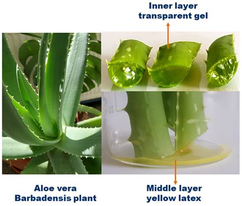 fotografia listového odrezku aloe vera zasadeného v substráte