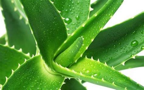 Detailné foto: rastlina Aloe vera s odrezaným listom ukazujúcim gél