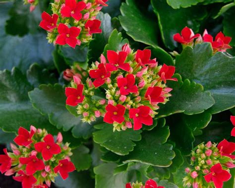 fotografia rozkvitnutej Kalanchoe blossfeldiana v rôznych farbách