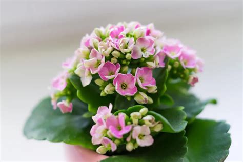 fotografia Kalanchoe ako dekoratívneho prvku v interiéri
