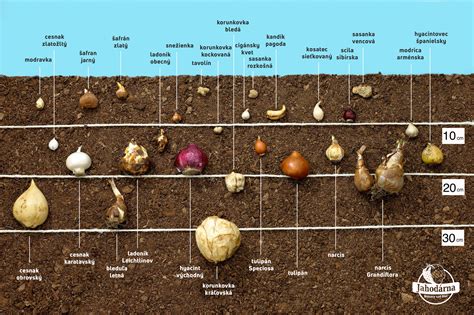 Inforgrafika o správnej hĺbke výsadby tulipánových cibuliek