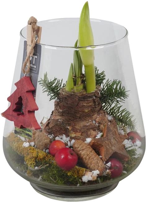 Tulipánové cibuľky pestované v sklenenej váze s vodou a kamienkami