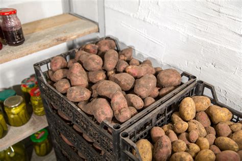 Zemiaky uskladnené v tmavej a chladnej pivnici