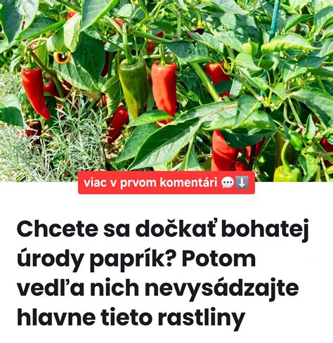 Záhradkár polievajúci rastliny paradajok a paprík