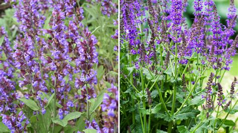 Detail kvetov šalvie ohnivej na slnečnom záhone