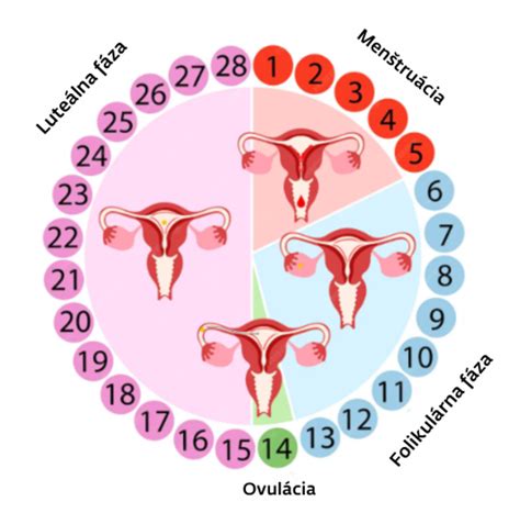 Ilustrácia znázorňujúca metódy sledovania ovulácie