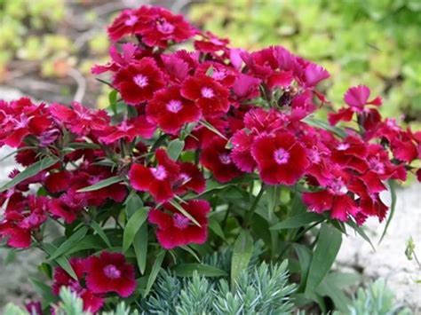 Ilustrácia rastliny klinčeka záhradného s detailom listov a kvetov.