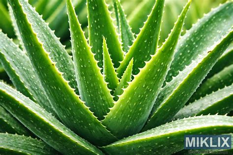 Záber na zdravú rastlinu Aloe Vera v kvetináči, zvýrazňujúci jej mäsité listy