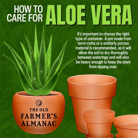 Ilustrácia správneho kvetináča a substrátu pre Aloe Vera s drenážnou vrstvou