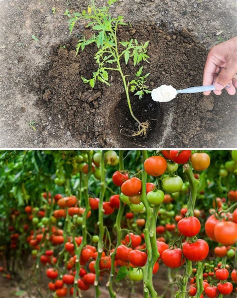 Schéma výsadbovej jamky pre drieň