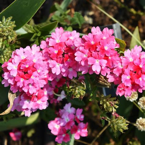 detail kvetov Verbena hybrida