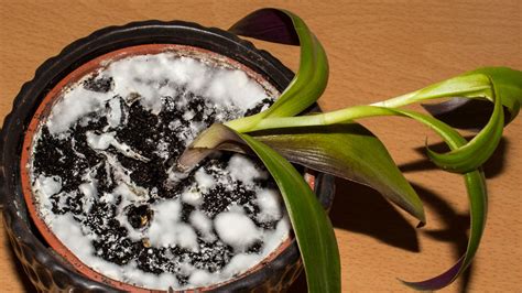 biely práškový povlak na liste rastliny