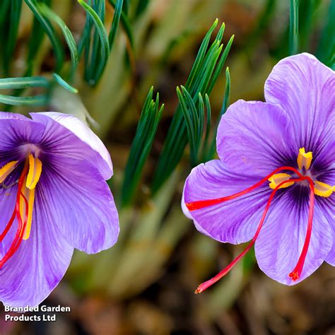 detailný záber na kvet šafranu pravého (Crocus sativus) s viditeľnými červenými stigmami