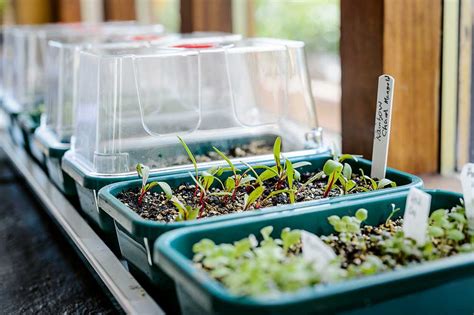 foto vertikálnej farmy na pestovanie šafranu v interiéri