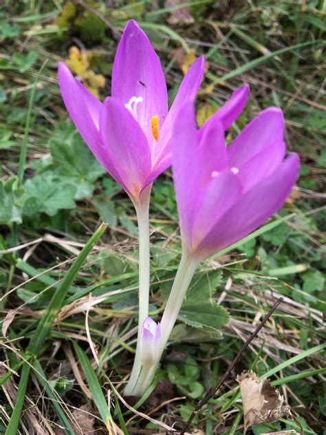 porovnávacia ilustrácia kvetov šafranu a jesienky s označením tyčiniek a listov