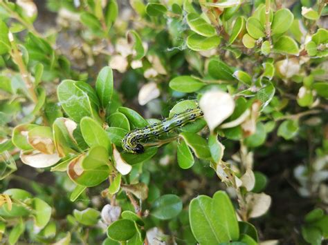 Húsenice vijačky krušpánovej živiace sa listami krušpánu