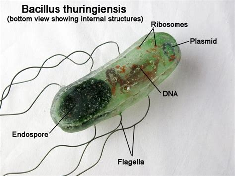 Schéma pôsobenia Bacillus thuringiensis na húsenice