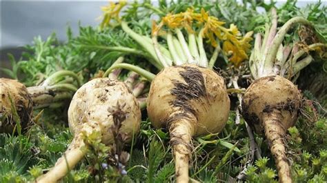 Schéma rastliny maca (Lepidium meyenii) znázorňujúca podzemný koreň podobný repe a nadzemnú listovú ružicu