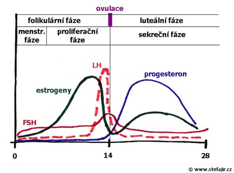 Schéma pohlavného cyklu morčiat a optimálneho veku na prvý vrh