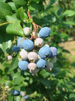 Ilustračná fotografia rôznych odrôd čučoriedok s detailom plodov.