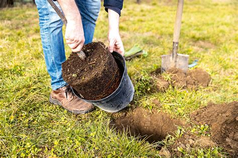 Detail koreňového balu čučoriedky pripraveného na výsadbu.