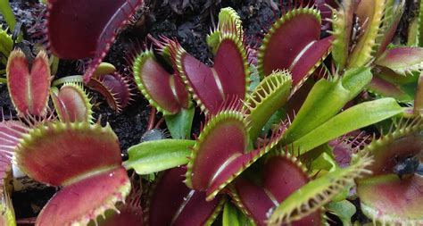 Detailný záber na pascu mucholapky podivnej (Dionaea muscipula) v domácom prostredí