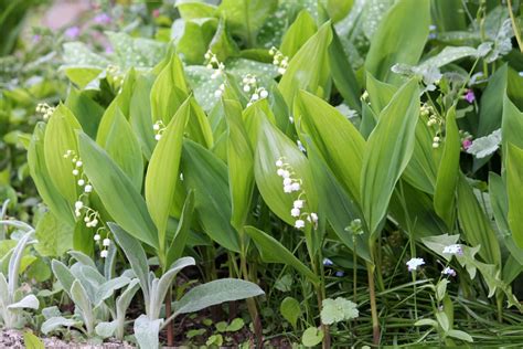 Detailný záber na biele zvončekovité kvety konvalinky v záhradnom prostredí.