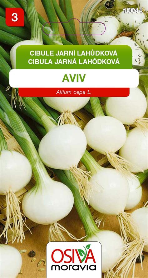 Schéma výsevu ozimnej cibule: znázornenie hĺbky 2,5-3 cm a vzdialenosti riadkov 30-35 cm