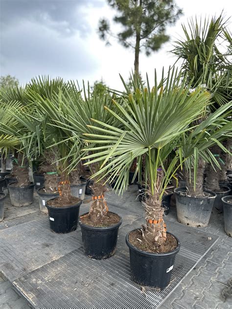 Ilustračná fotografia palmy Trachycarpus fortunei