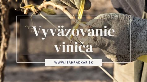 Ilustrácia správneho tvarovania viniča po zimnom reze