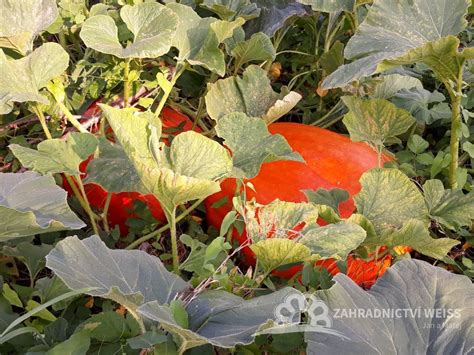 Schéma rastu tekvice Goliáš na záhone s vyznačeným sponom pre optimálny vývoj plodov