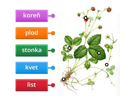 Detailná schéma stavby rastliny ľanu siateho s vyznačením koreňového systému a toboliek so semenami