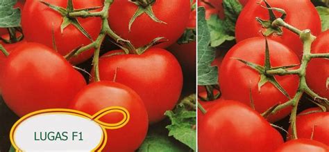 Porovnanie plodov tradičnej odrody a hybridu F1