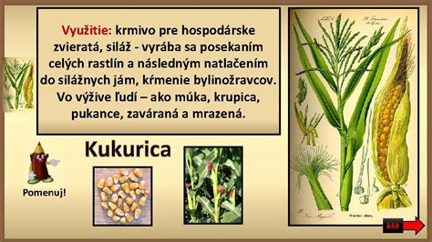 štruktúra rastliny obilniny s vyznačenými miestami absorpcie živín