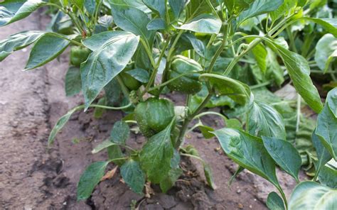 Infografika o správnom hnojení papriky počas vegetačného obdobia