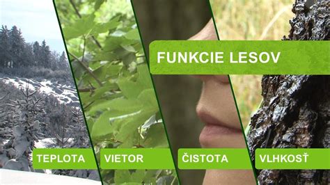 Infografika porovnávajúca ekologické funkcie listnatých a ihličnatých lesov