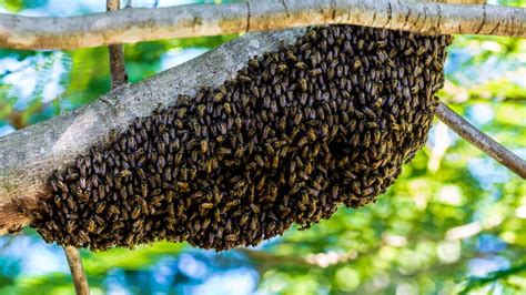 fotografia včiel na rozkvitnutom strome (vŕba alebo jabloň)