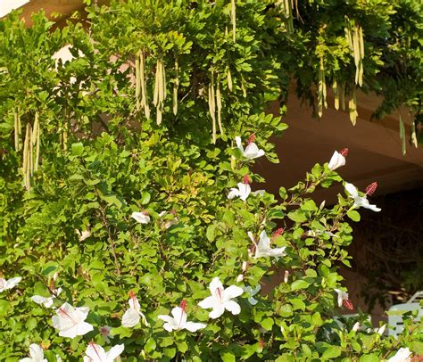 Foto vanilkových strukov počas procesu sušenia