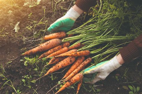 Tematické foto mrkvy a jej nutričnej hodnoty