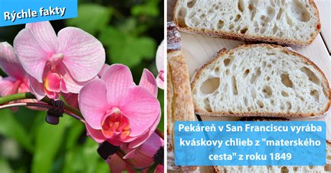 Schéma optimálneho umiestnenia orchideí vzhľadom na svetlo počas roka