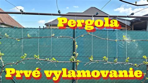 Vinič pestovaný na pergole