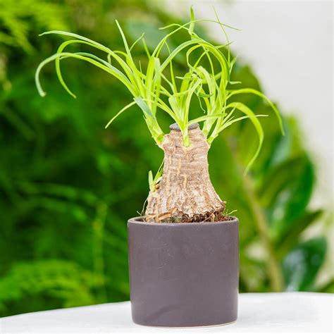 Detailný záber na zhrubnutý kmeň (kaudex) rastliny Beaucarnea recurvata, z ktorého vyrastajú dlhé zelené listy.