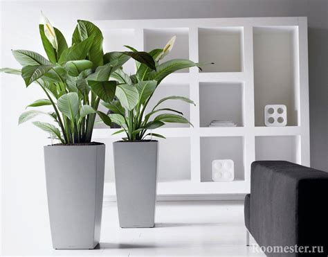 Schéma umiestnenia rastliny v interiéri vzhľadom na intenzitu svetla pri okne.